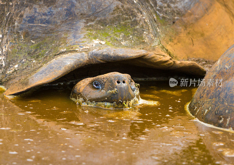 加拉帕戈斯群岛上的巨龟浸泡在泥里