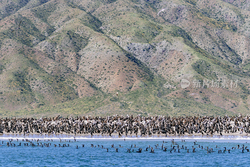 圣玛格丽塔岛沙滩上的一大群褐鹈鹕和鸬鹚