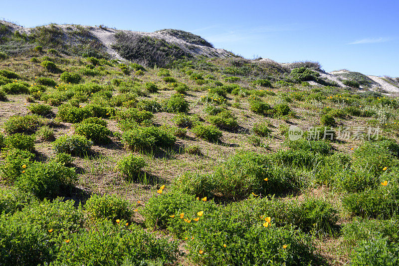 山坡上盛开的加州罂粟野花
