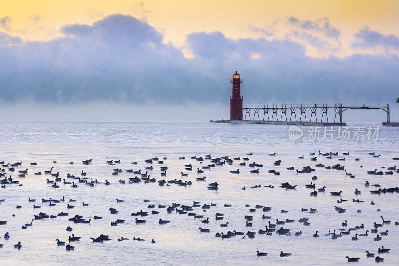 一群鹅在零下的水中游泳，标志性的灯塔在雾中背景。