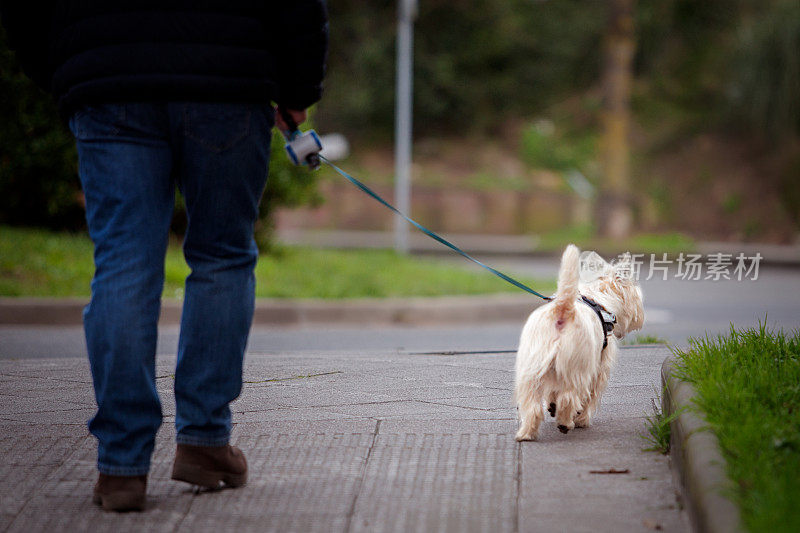 成熟的男人带着狗散步