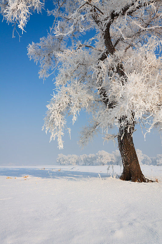 一层霜在雪中