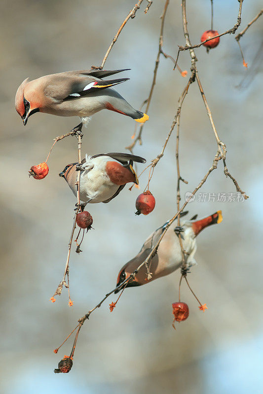 在冬天阳光明媚的花园里，美丽的鸣叫的鸟儿挂在一棵吃水果的苹果树的树枝上