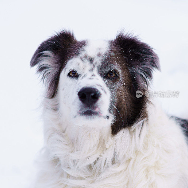 澳大利亚牧羊犬边境牧羊犬狗肖像