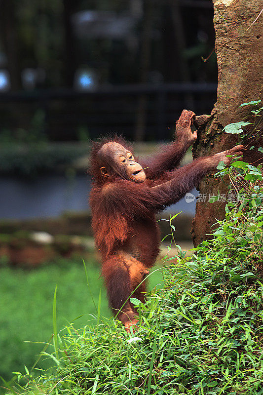 苏门答腊猩猩宝宝在玩爬树游戏。