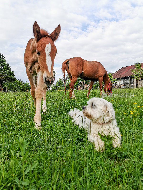 小马驹和母马在牧场上，西施犬在他们旁边放松