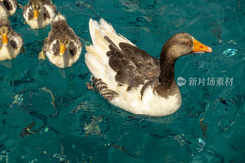 在海上的游艇上喂鸭子一家