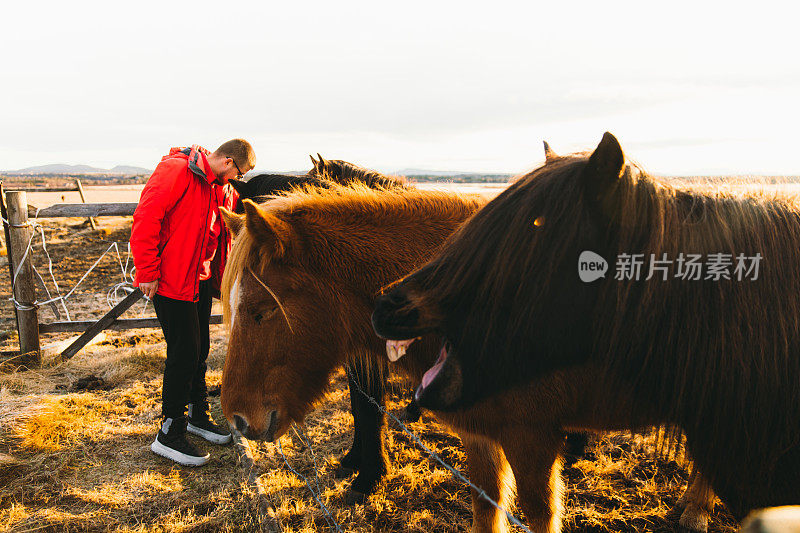 在美丽的冰岛，一个男人在阳光明媚的日出中抚摸和拥抱可爱的马