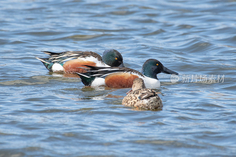 彩色的雄性和雌性北方铲鸭在湖里游泳