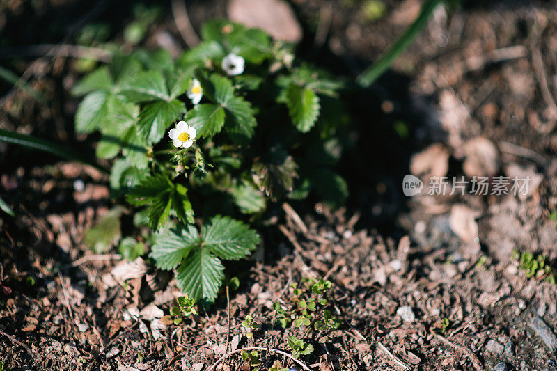 植物和花卉:野生草莓花-草莓