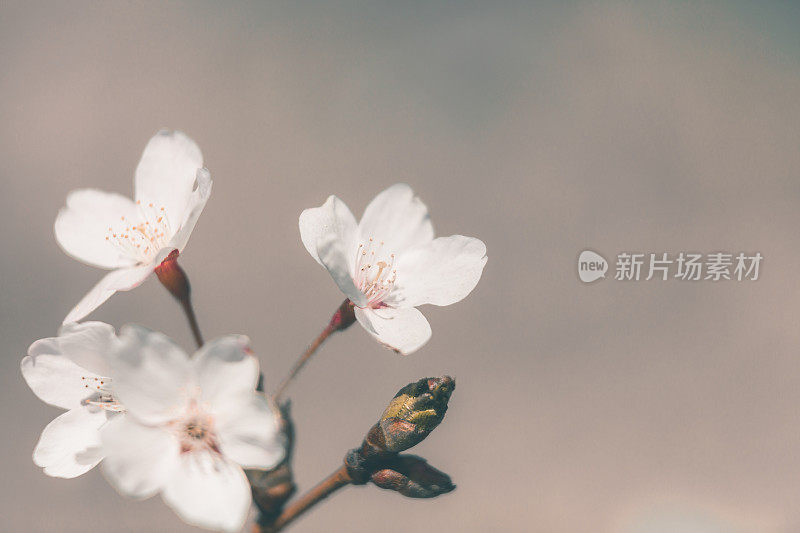 樱花树与蓝色的天空