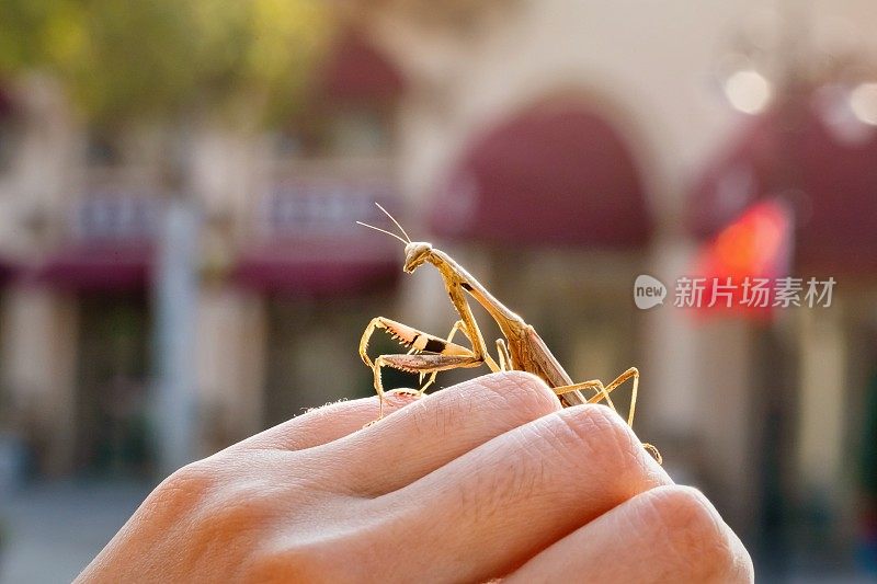 螳螂特写镜头。螳螂的肖像好奇地看着相机。