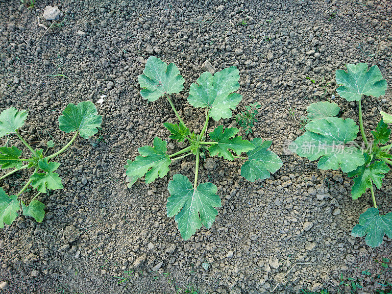 在菜园里生长的小西葫芦