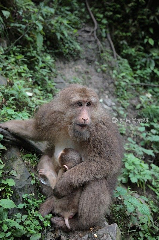 中国四川峨眉山生态猴区的一只野生猴子。