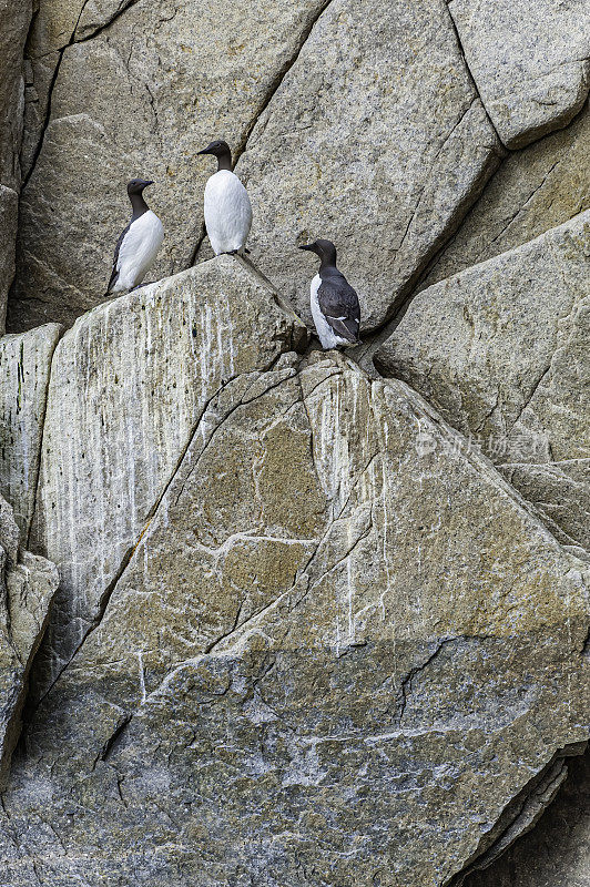 海雀或海鸠是一种大型海雀。俄罗斯楚科奇自治州阿奇钦角的悬崖上筑巢。白令海;