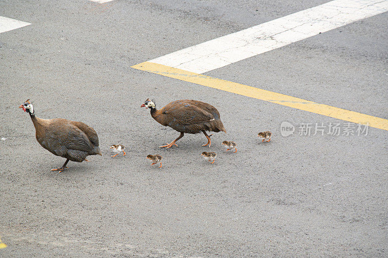 一群珍珠鸡和小鸡正在过马路。