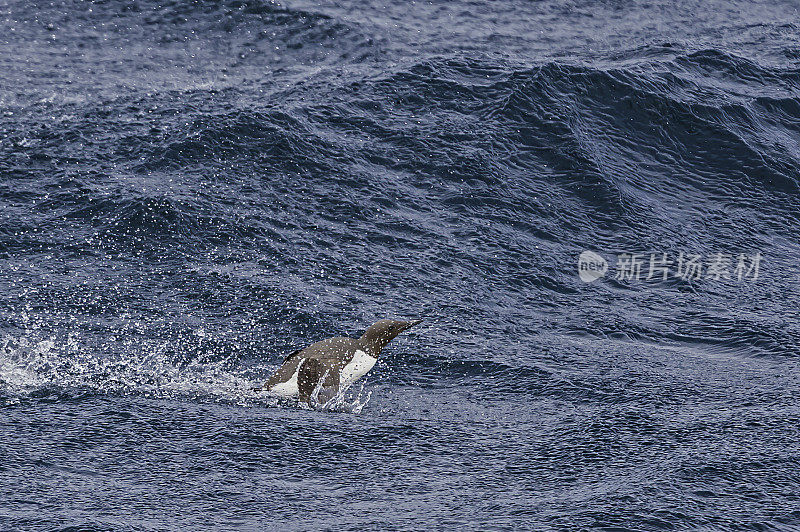 海雀或海雀是一种大型海雀。在楚科奇海Kolyuchin岛附近水域发现;俄罗斯楚科奇自治州。从水面上起飞。