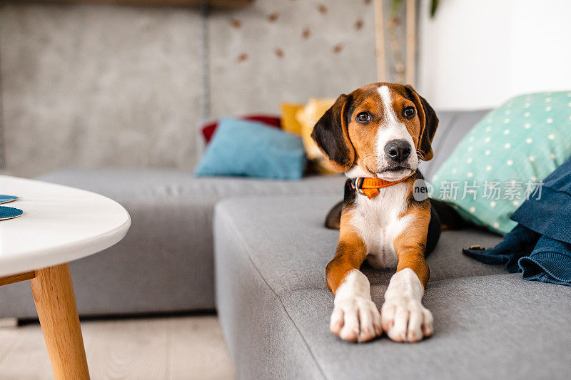 可爱的雄性小猎犬在客厅的沙发上休息