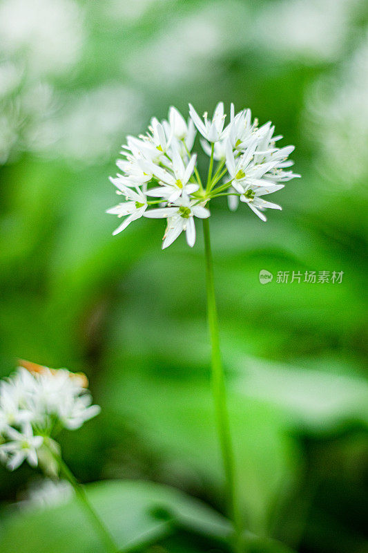 近距离微距拍摄的野生大蒜的尖花，与一片柔软的绿色林地树叶相映成行。4月到6月是觅食者的最爱。