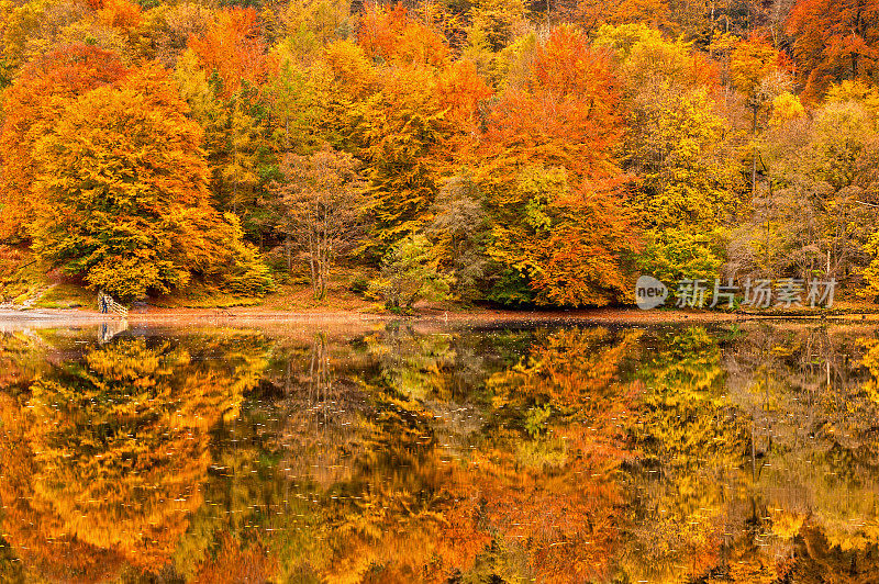 秋天的映像，格拉斯米尔，湖区国家公园，坎布里亚，英格兰，英国