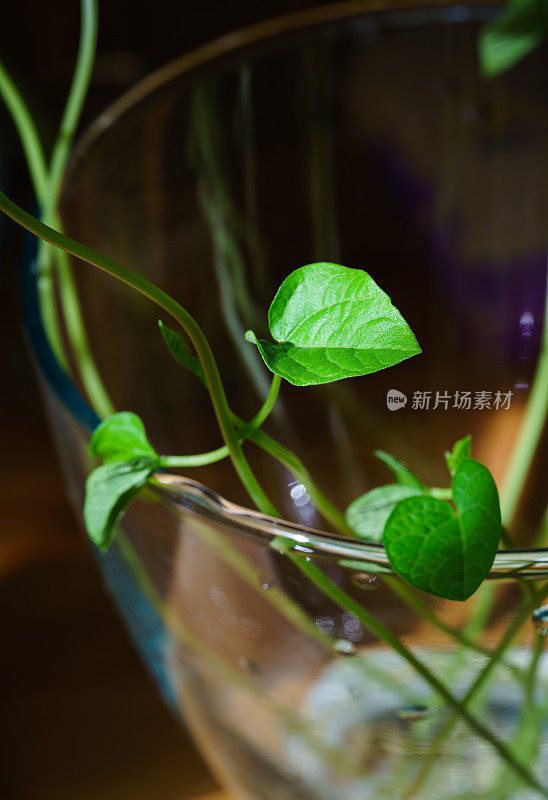 豆芽。花瓶内的绿叶植物