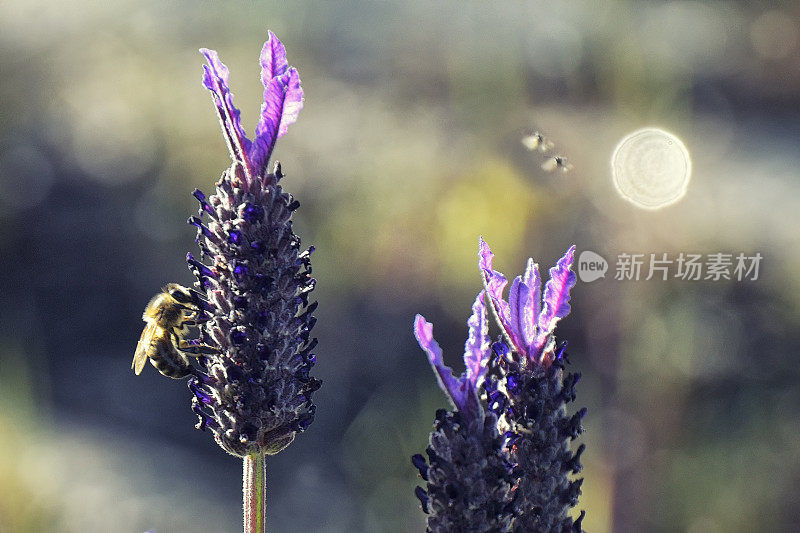 蜜蜂与薰衣草“笨蛋”