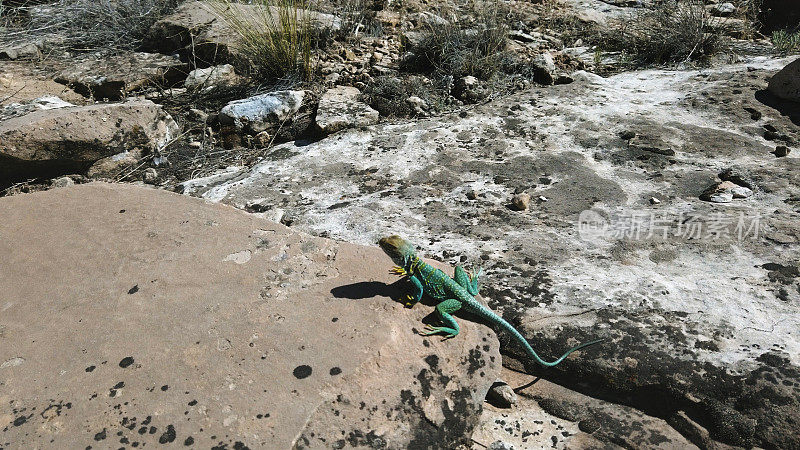 科罗拉多西部沙漠环境中的野生有色颈蜥蜴爬行动物
