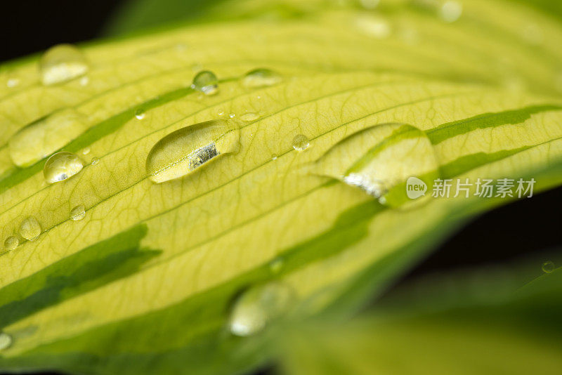 年轻的叶玉簪属草本植物。雨中植物的叶子