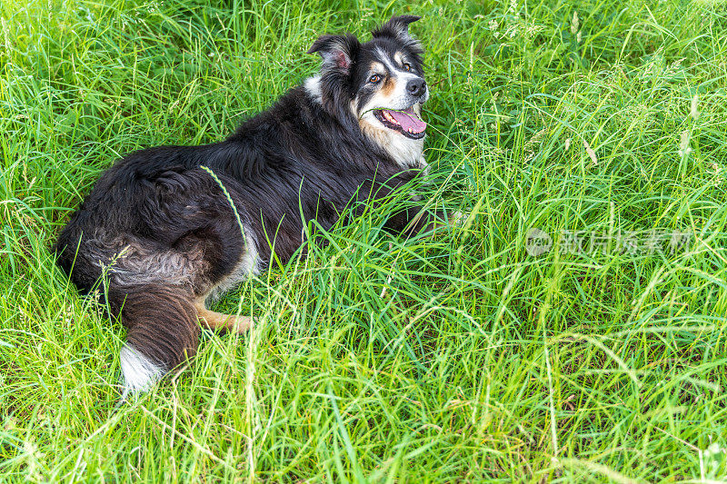 边境牧羊犬躺在乡间