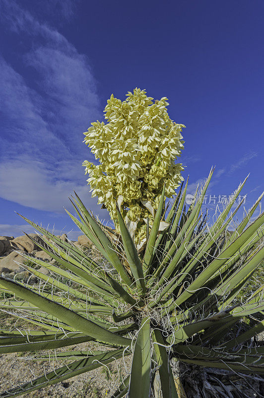 莫哈韦丝兰，丝兰，约书亚树国家公园，加利福尼亚州，莫哈韦沙漠。Asparagaceae