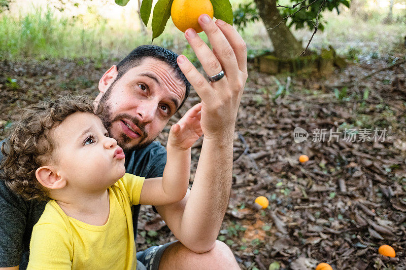 爸爸和儿子摘橘子