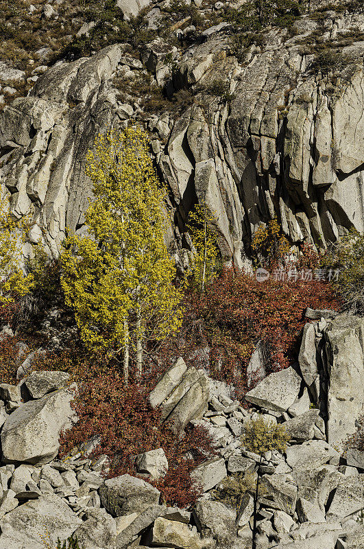 红色柳条和白杨秋天，山茱萸和杨树，南湖附近，主教溪，Inyo国家森林，加利福尼亚州;山茱萸科、柳树科