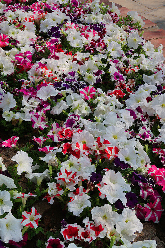 红色，粉色，紫色，白色和蓝色的夏季花的边界充满了一年生的床上植物和矮牵牛花盛开在铺好的小路旁