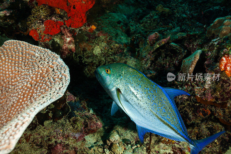 热带鱼，海洋生物，