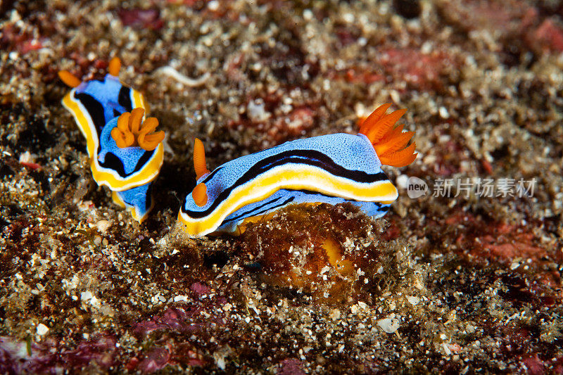 海洋生物。彩色的海蛞蝓水下生物裸鳃