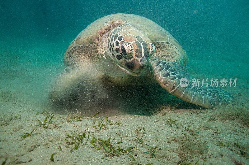 水下拍摄的绿海龟和玳瑁海龟