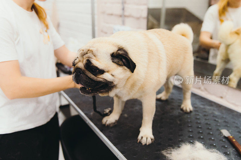 年轻女子美容师照顾狗哈巴狗在宠物水疗护理