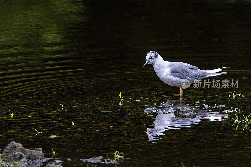 波拿巴的海鸥，费城色头鸥，是一种小海鸥。阿拉斯加海军部岛，汤加斯国家森林，帕克溪。鸥科。成人非繁殖地。