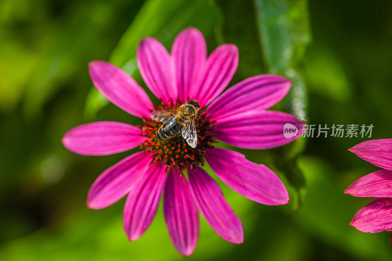 夏季花园紫锥花与蜜蜂