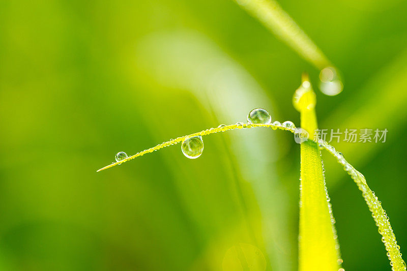 露水滴在稻叶上，稻花从种子开花