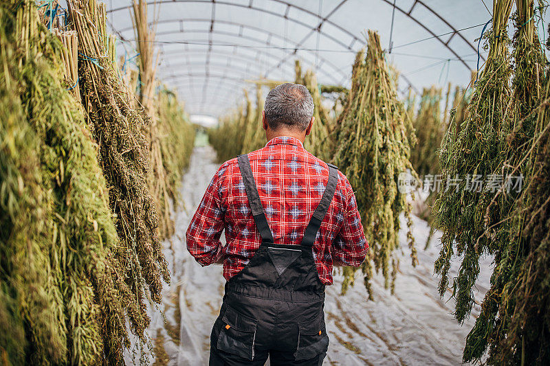 一个农民走在满是大麻植物的温室里