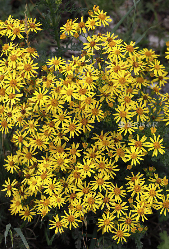 野黄雏菊花