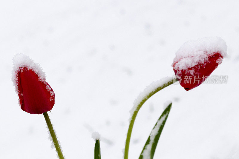 雪地里的郁金香