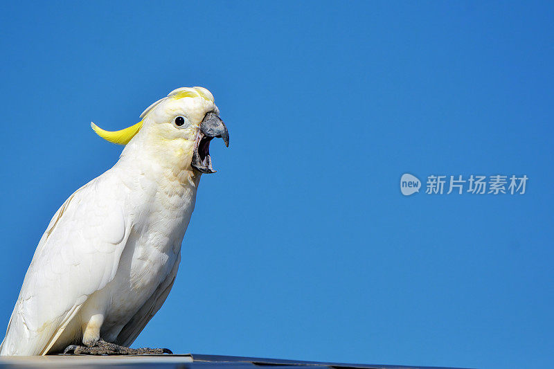 硫葵花凤头鹦鹉