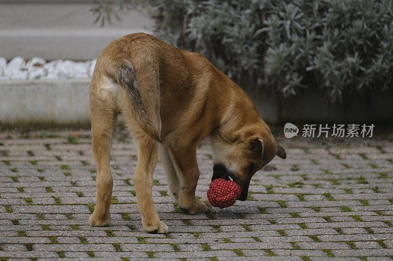 小狗玩球