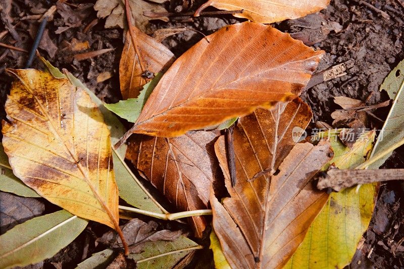 在秋天的森林里散步，脚下是金色的树叶
