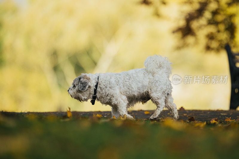 好玩的狗在公园散步