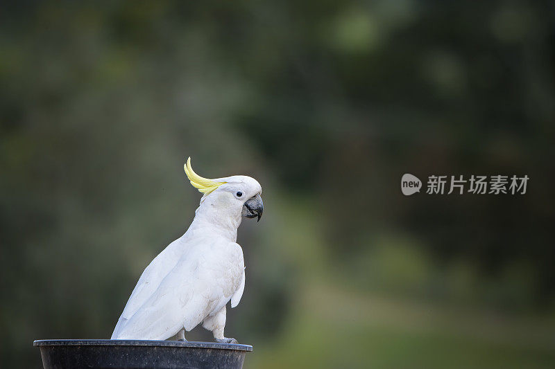 硫葵花凤头鹦鹉