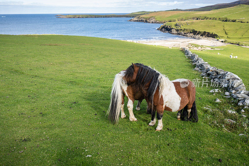 安斯特岛上的设得兰矮种马
