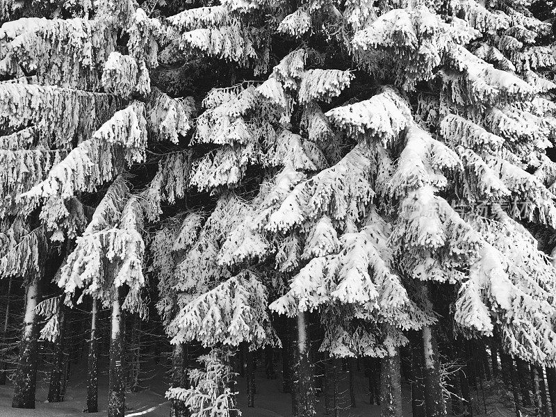 云杉林里的积雪